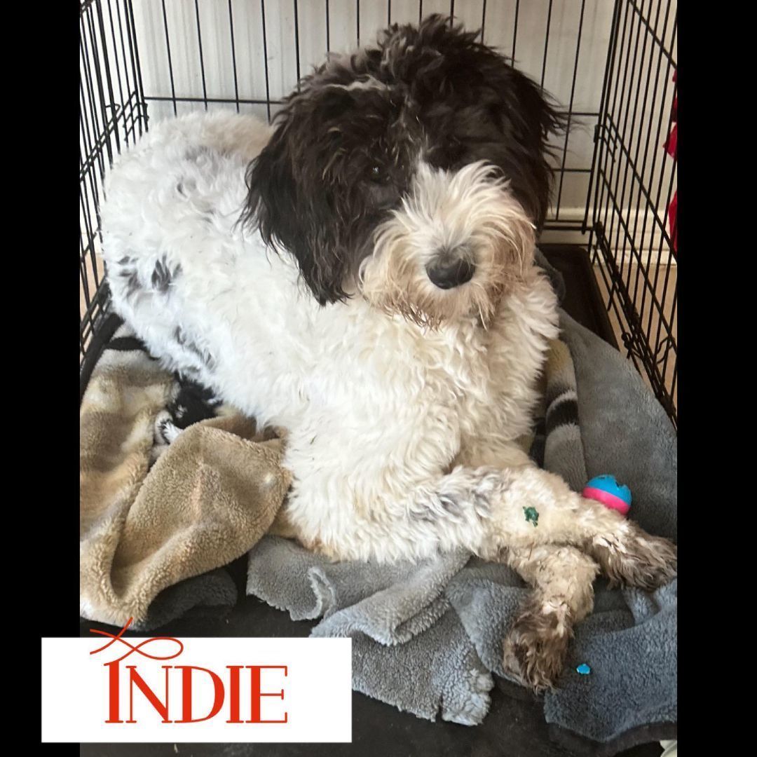 Indie 2