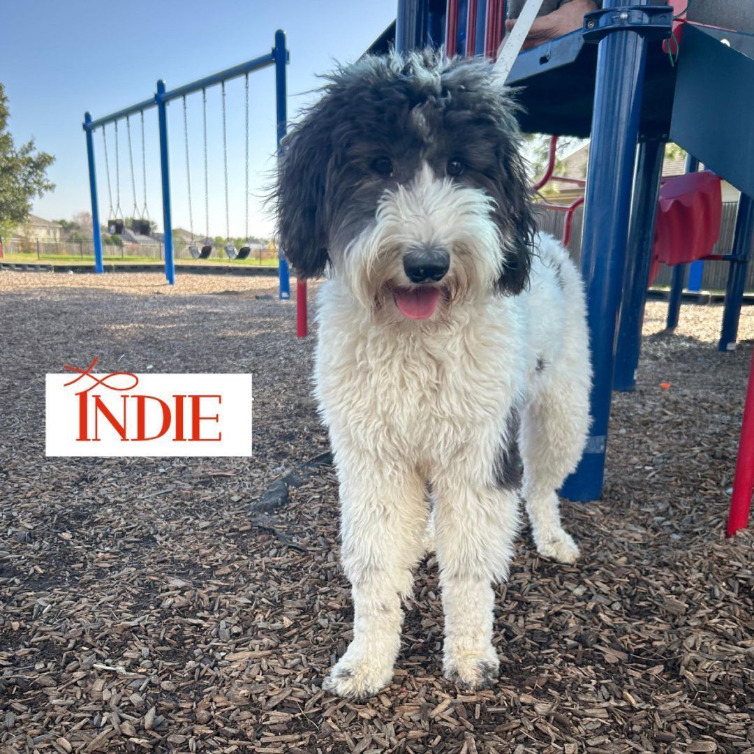 Indie