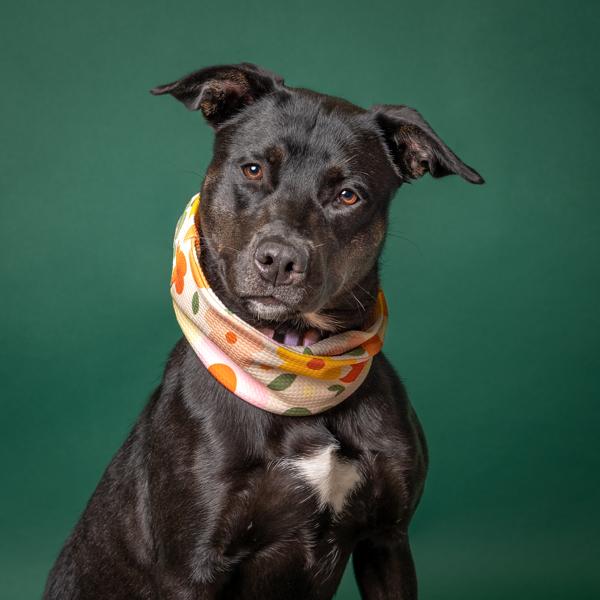 Lainey, Adoptable, Adult Female Labrador Retriever.