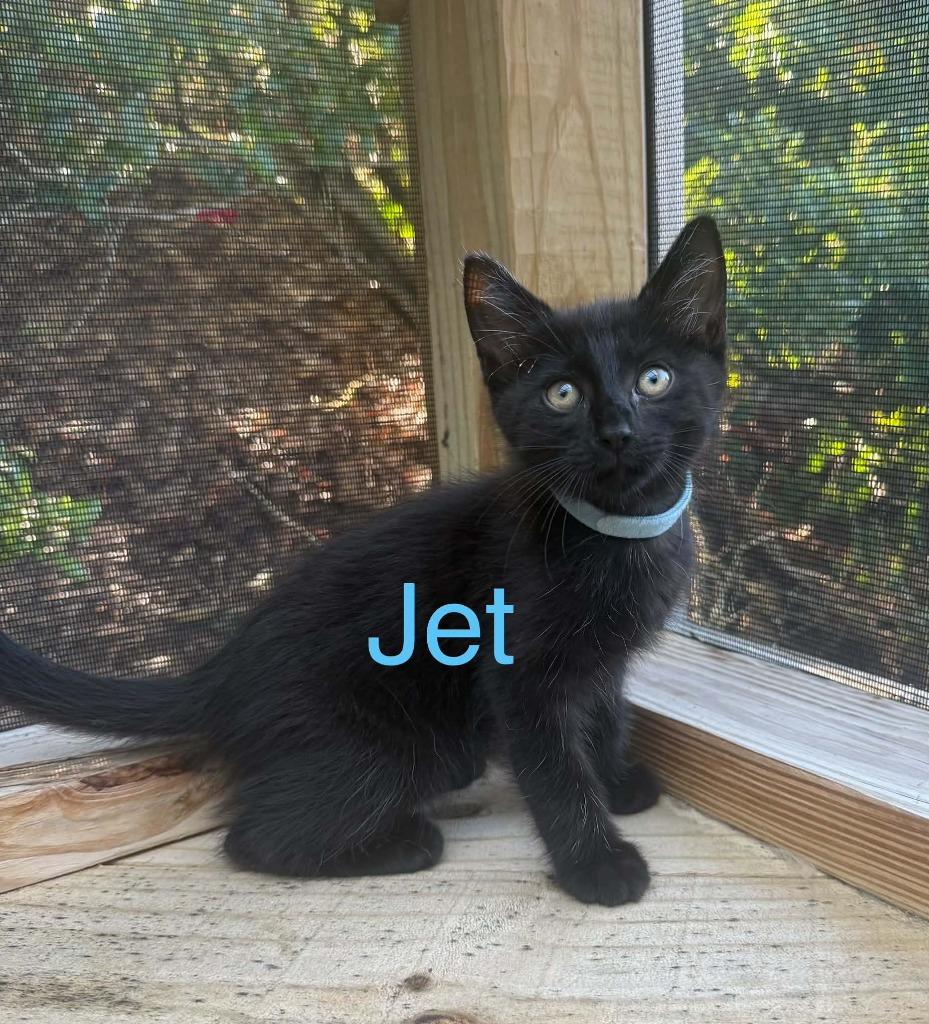 Enlarge Jet, a Adoptable mixed breed in Hoover , AL image 1/1