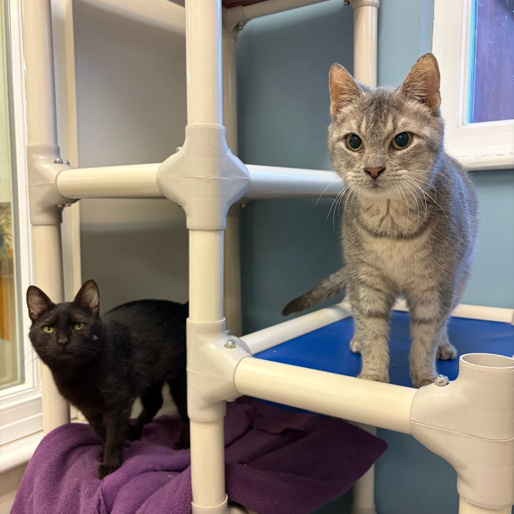 Stormy w/ Soot, a Adoptable Domestic Short Hair in Morrisville, VT image 2/5
