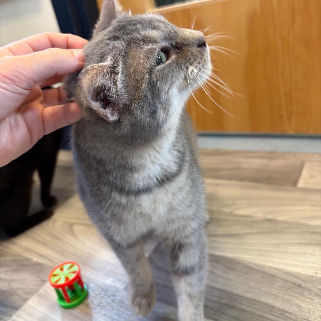 Stormy w/ Soot, a Adoptable Domestic Short Hair in Morrisville, VT image 3/5