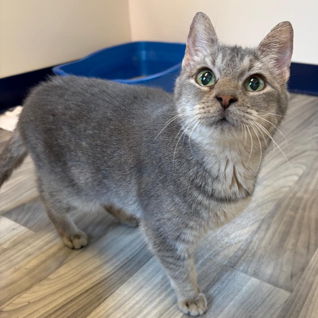 Stormy w/ Soot, a Adoptable Domestic Short Hair in Morrisville, VT image 5/5
