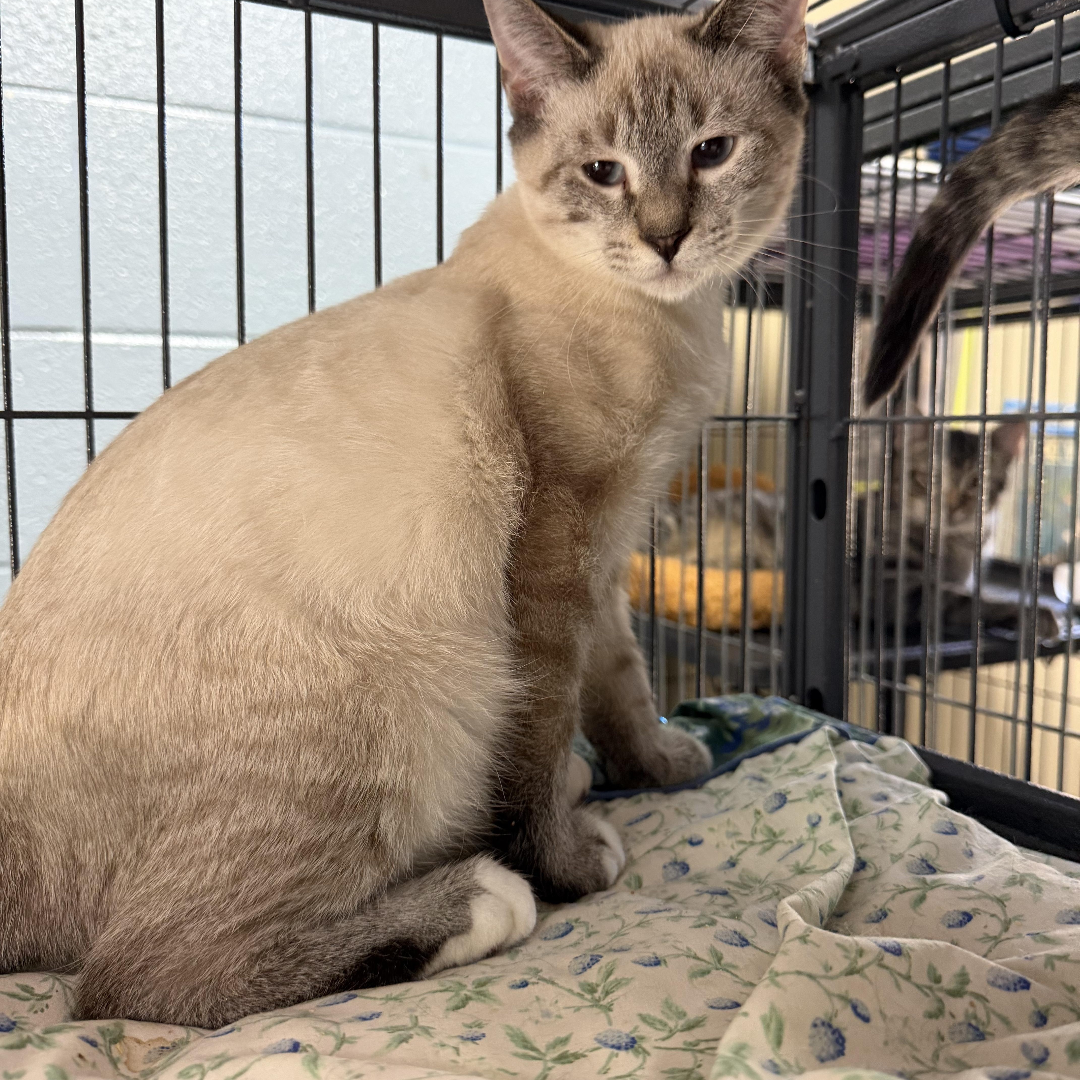 Enlarge Alan, a Adopted Domestic Short Hair in Albemarle, NC image 3/3