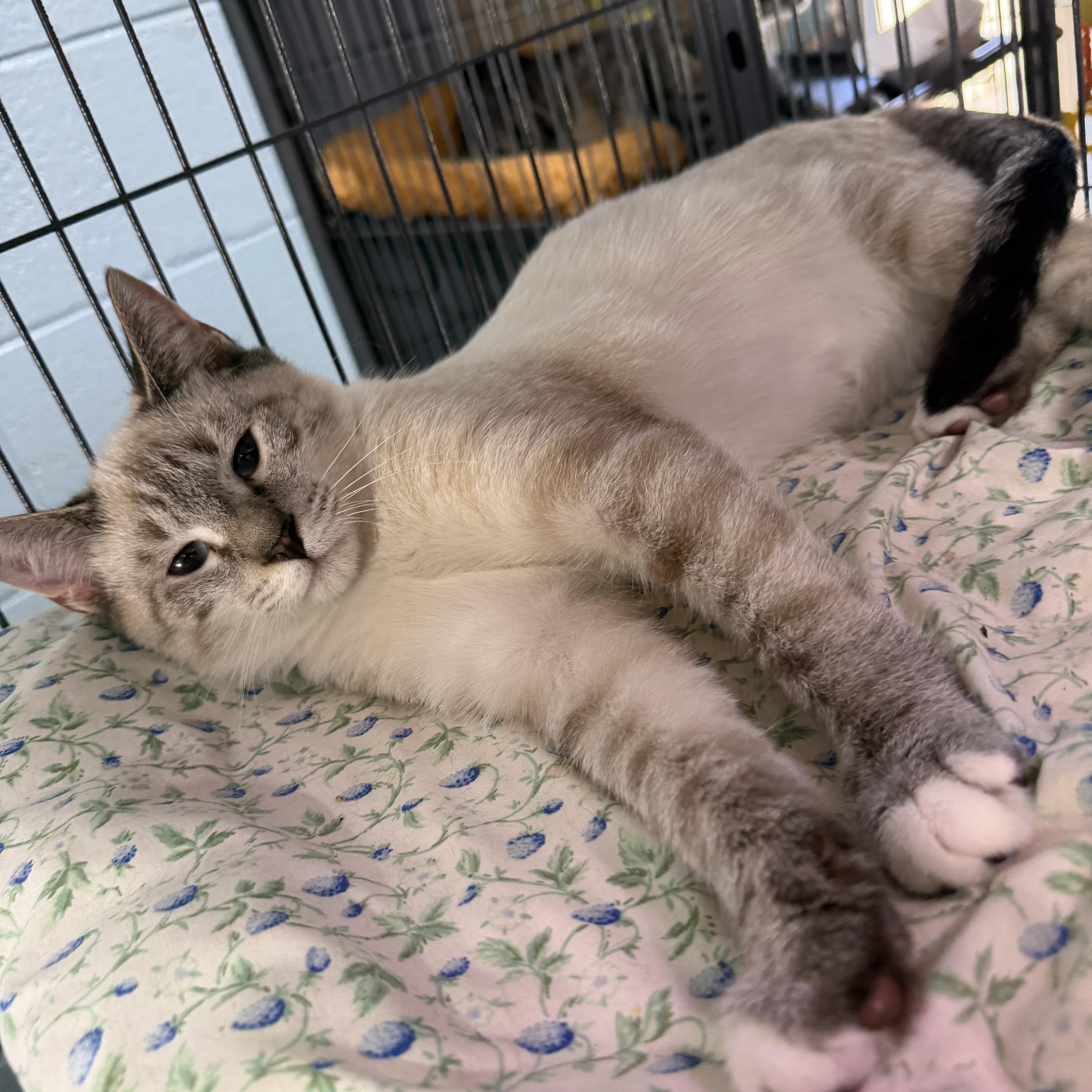 Enlarge Alan, a Adopted Domestic Short Hair in Albemarle, NC image 2/3