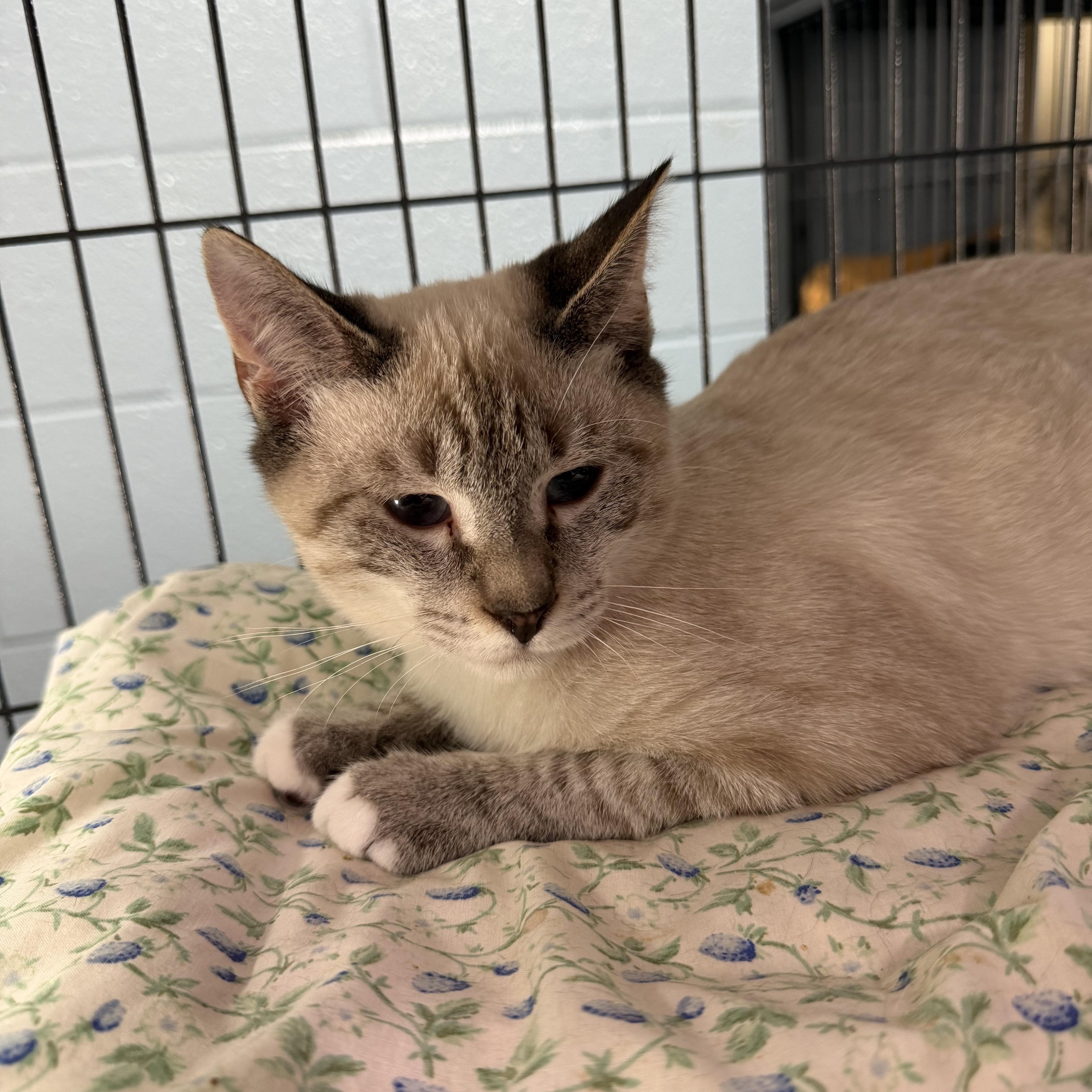 Enlarge Alan, a Adopted Domestic Short Hair in Albemarle, NC image 1/3