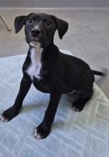 Enlarge Juliet, a ADOPTABLE Shepherd in Glasgow, KY image 3/3