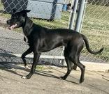 Enlarge Juliet, a ADOPTABLE Shepherd in Glasgow, KY image 2/3