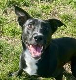 Enlarge Juliet, a ADOPTABLE Shepherd in Glasgow, KY image 1/3