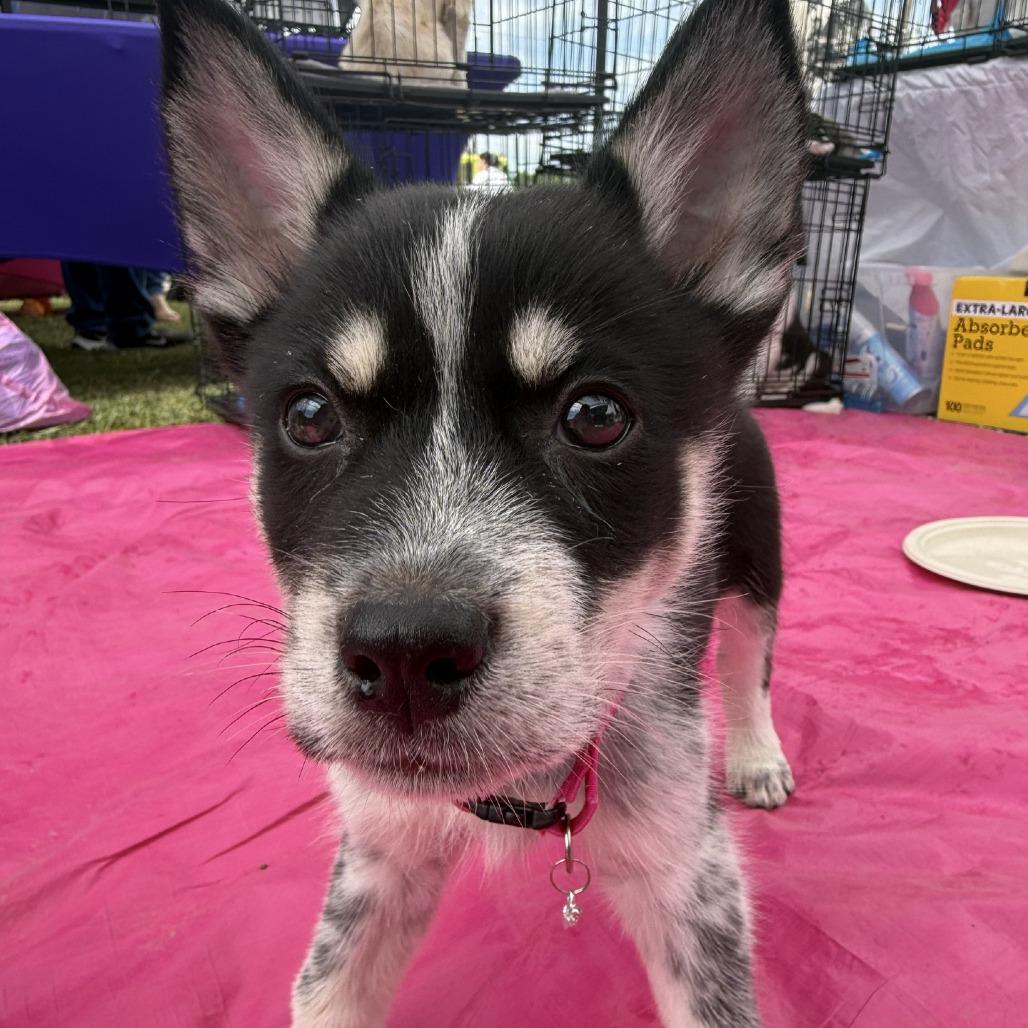Nana, Adoptable, Puppy Female Husky.