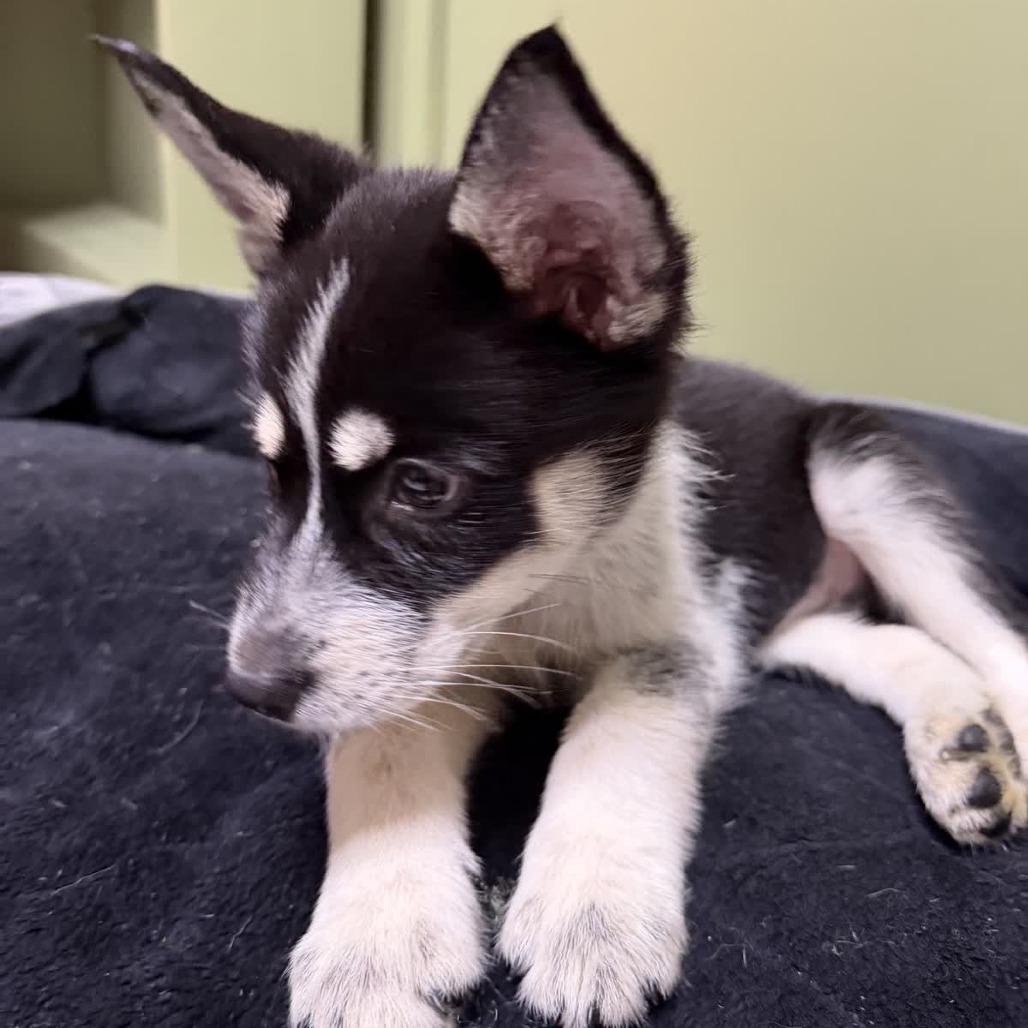 Enlarge Nana, a Adoptable Husky in Baton Rouge, LA image 3/6