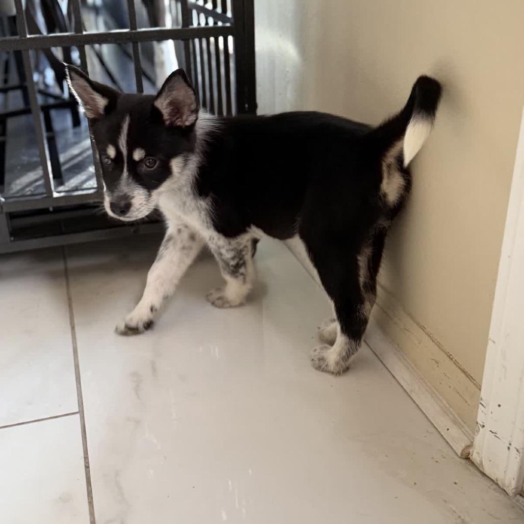 Enlarge Nana, a Adoptable Husky in Baton Rouge, LA image 3/6