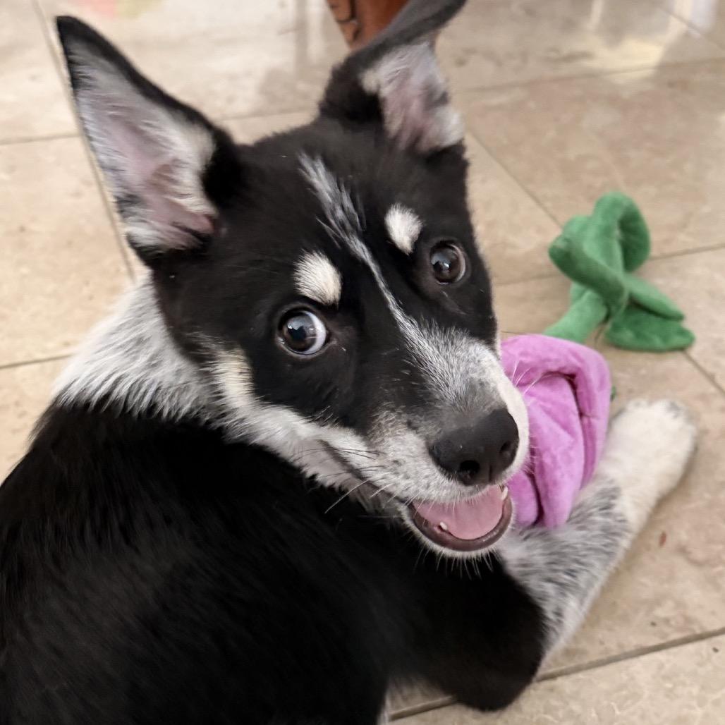 Enlarge Nana, a Adoptable Husky in Baton Rouge, LA image 4/6