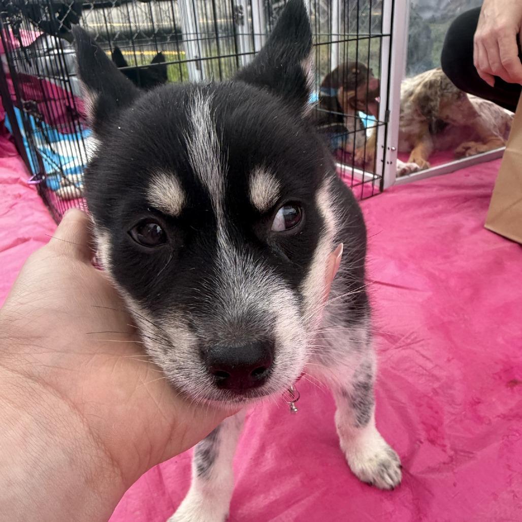 Enlarge Nana, a Adoptable Husky in Baton Rouge, LA image 4/6