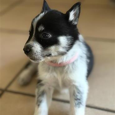 Enlarge Nana, a Adoptable Husky in Baton Rouge, LA image 5/6