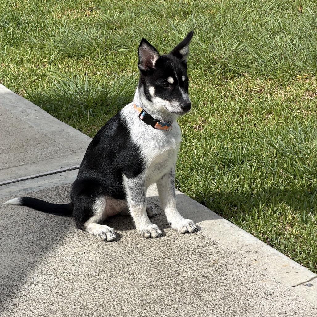 Nana, a Adoptable Husky in Baton Rouge, LA image 5/6