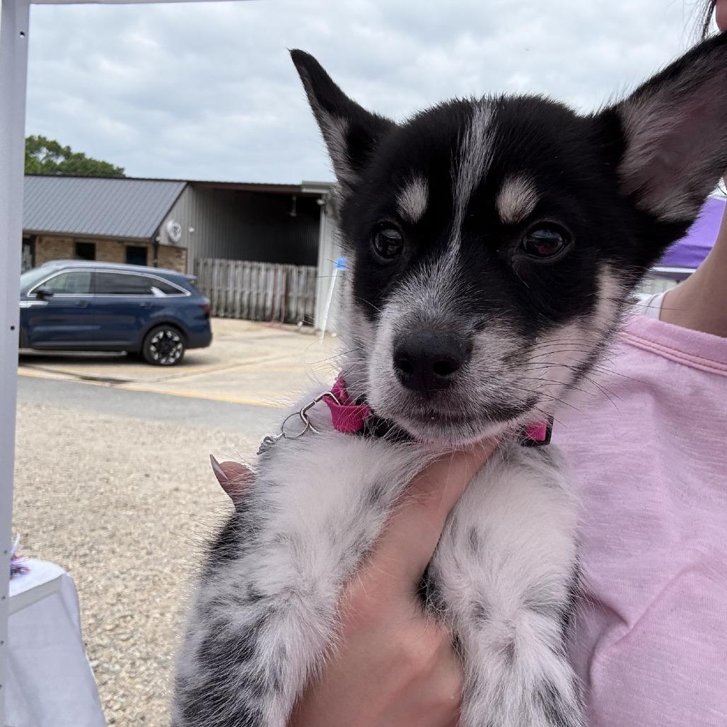 Enlarge Nana, a Adoptable Husky in Baton Rouge, LA image 6/6