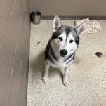 Enlarge Jinx 60243893, a ADOPTABLE Husky in Harvey , LA image 1/1