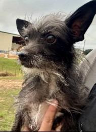 Bianca, Adoptable, Adult Female Terrier.