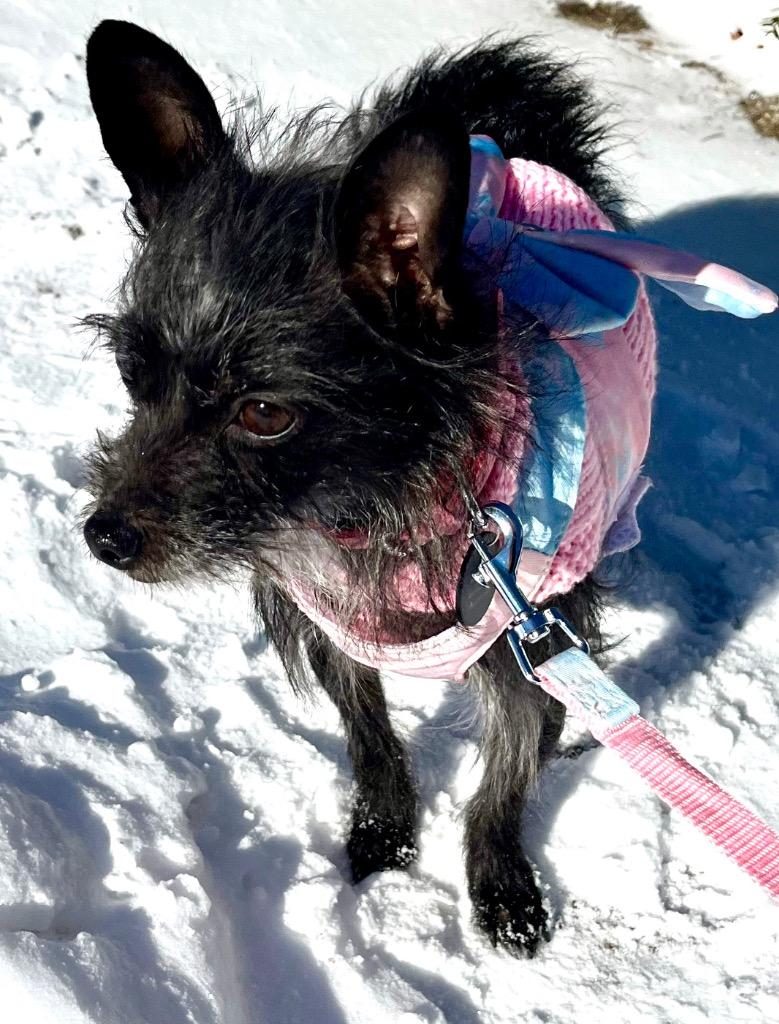 Enlarge Bianca, a Adoptable mixed breed in West Bloomfield, MI image 2/6