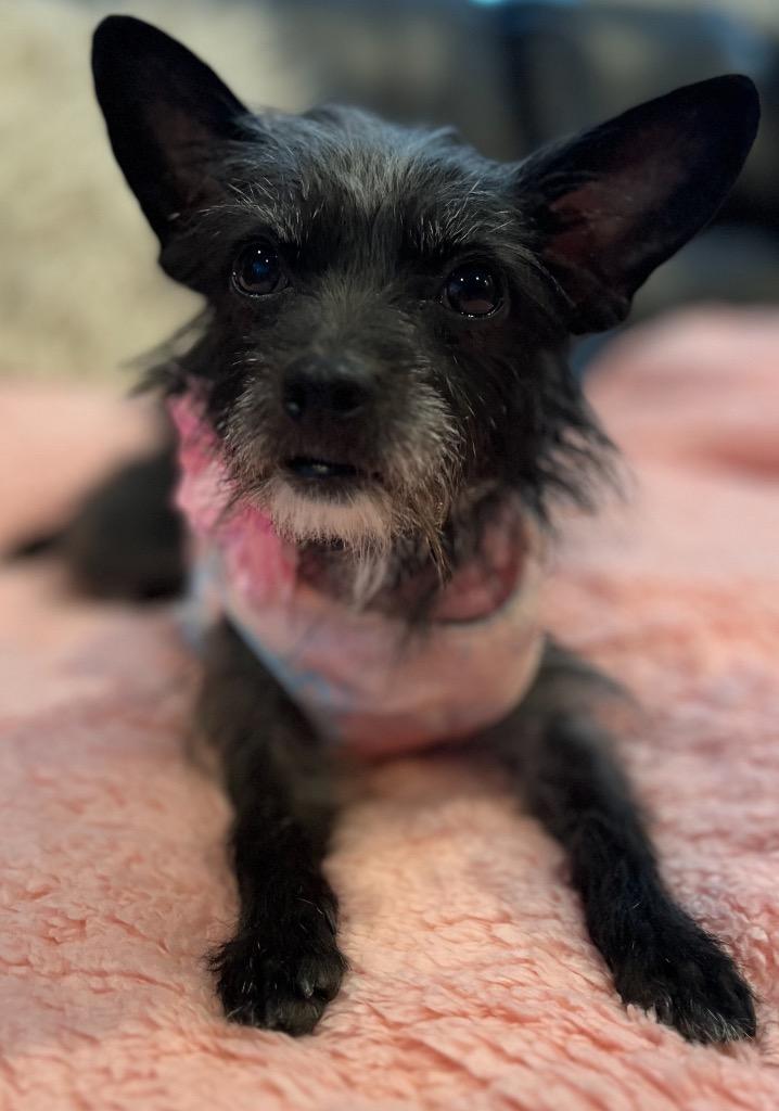 Enlarge Bianca, a Adoptable mixed breed in West Bloomfield, MI image 4/6