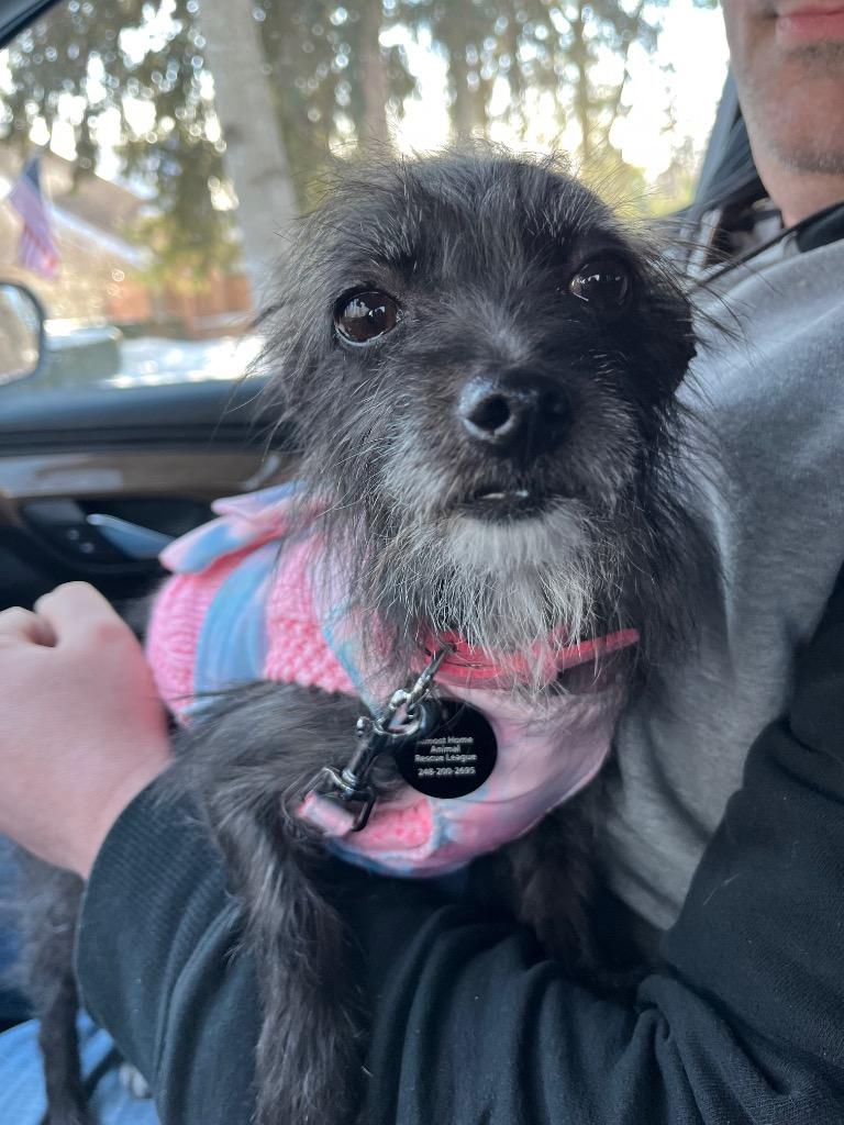 Enlarge Bianca, a Adoptable mixed breed in West Bloomfield, MI image 5/6