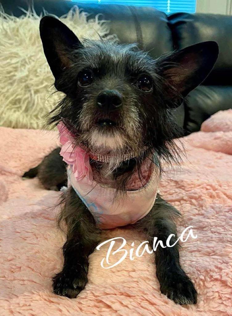 Enlarge Bianca, a Adoptable mixed breed in West Bloomfield, MI image 6/6