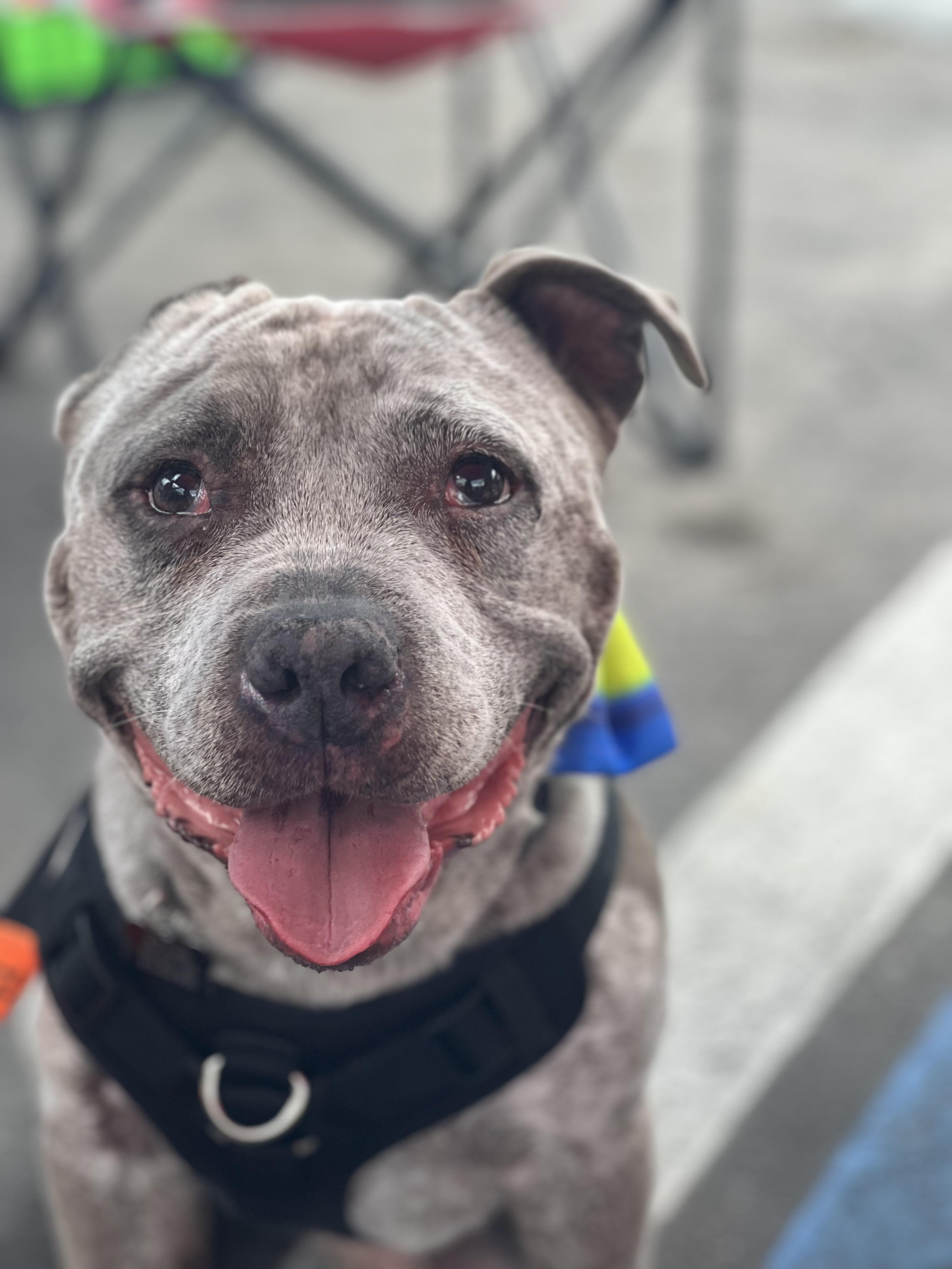 Bowser, Adopted, Senior Male American Staffordshire Terrier.
