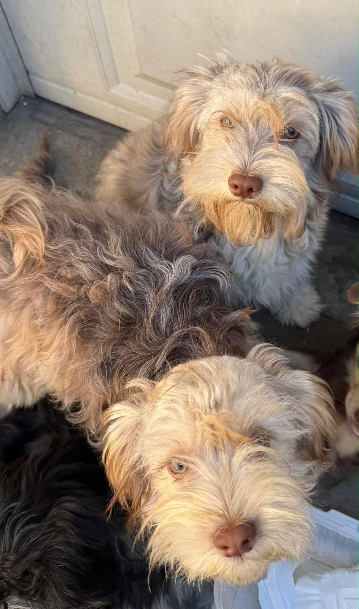 Enlarge Blueberry, an adoptable mixed breed in Pasadena, CA image 2/2