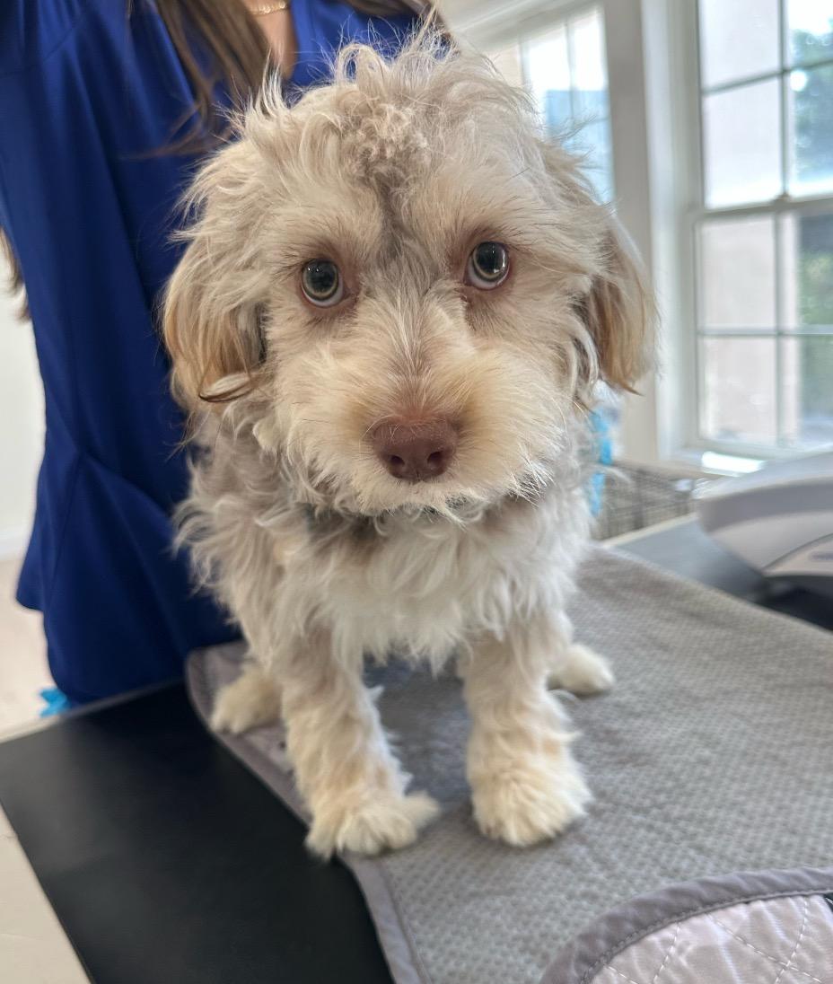 Blueberry, adoptable, Puppy Male Poodle.