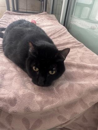 Enlarge Buddy, a Adoptable mixed breed in Farmers Branch, TX image 1/1