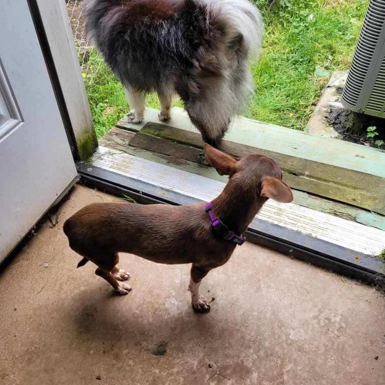 Cookie, Adoptable, Young Female Chihuahua.