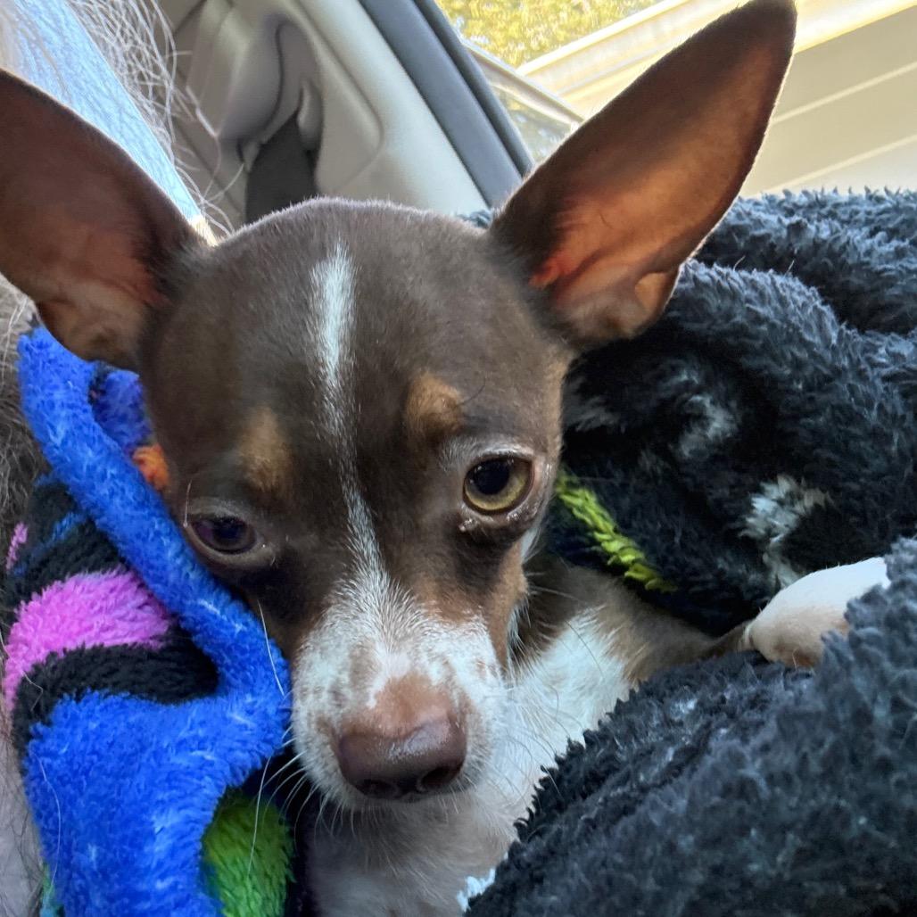 Cookie, a Adoptable Chihuahua in Ferndale, WA image 2/4