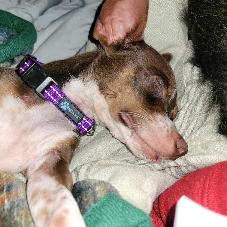 Cookie, a Adoptable Chihuahua in Ferndale, WA image 3/4