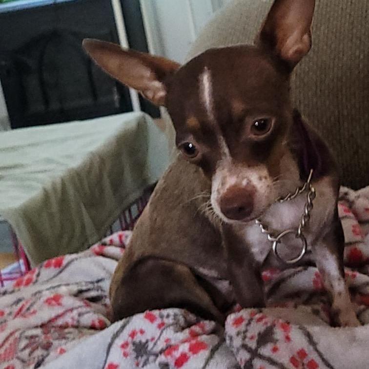 Cookie, a Adoptable Chihuahua in Ferndale, WA image 4/4