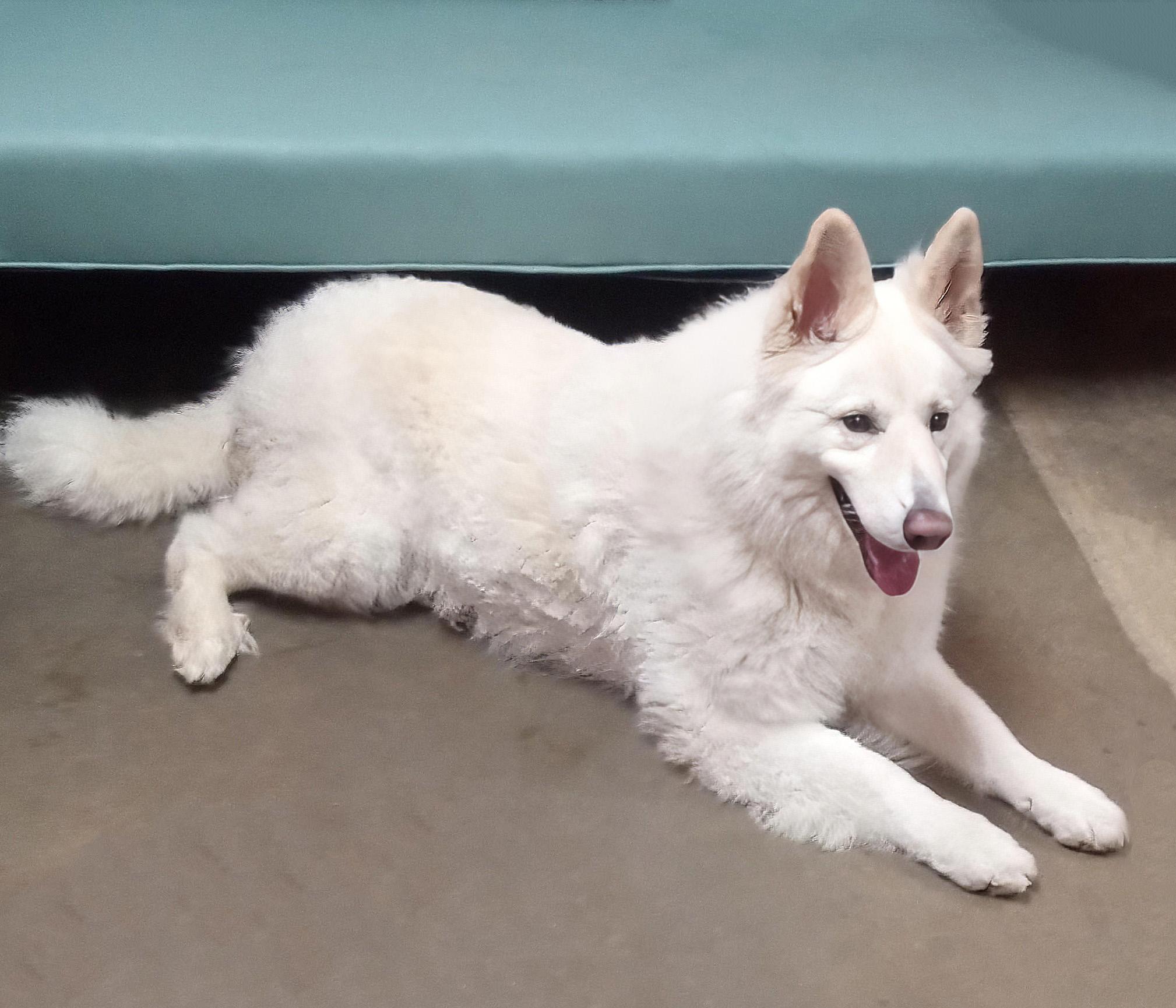 Gretchen, Adoptable, Adult Female White German Shepherd.