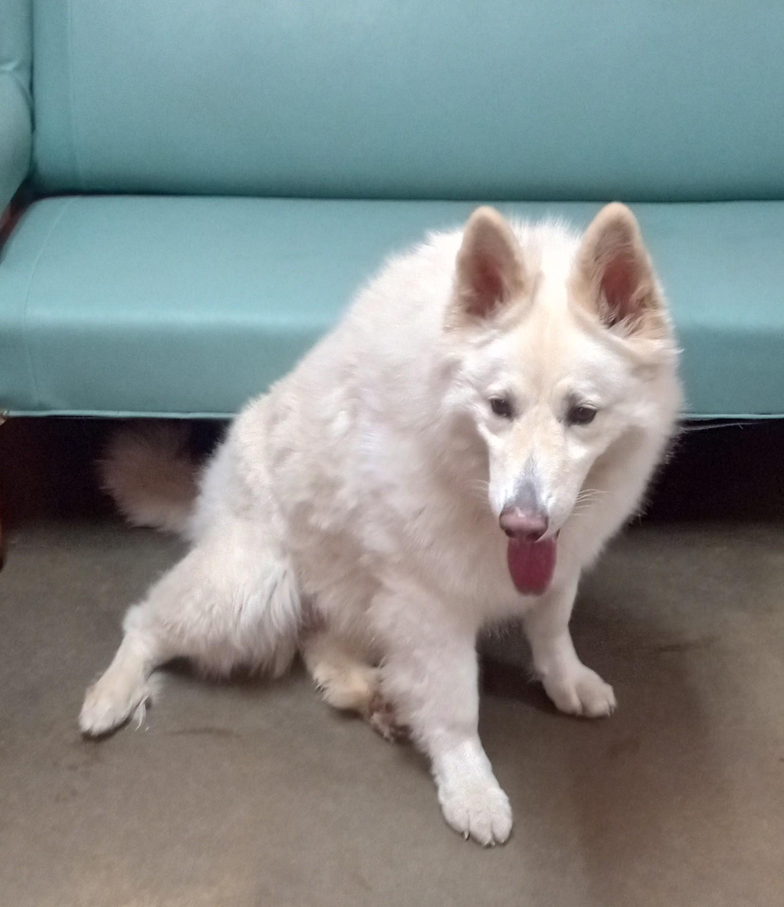 Enlarge Gretchen, a Adoptable White German Shepherd in Onley, VA image 2/3