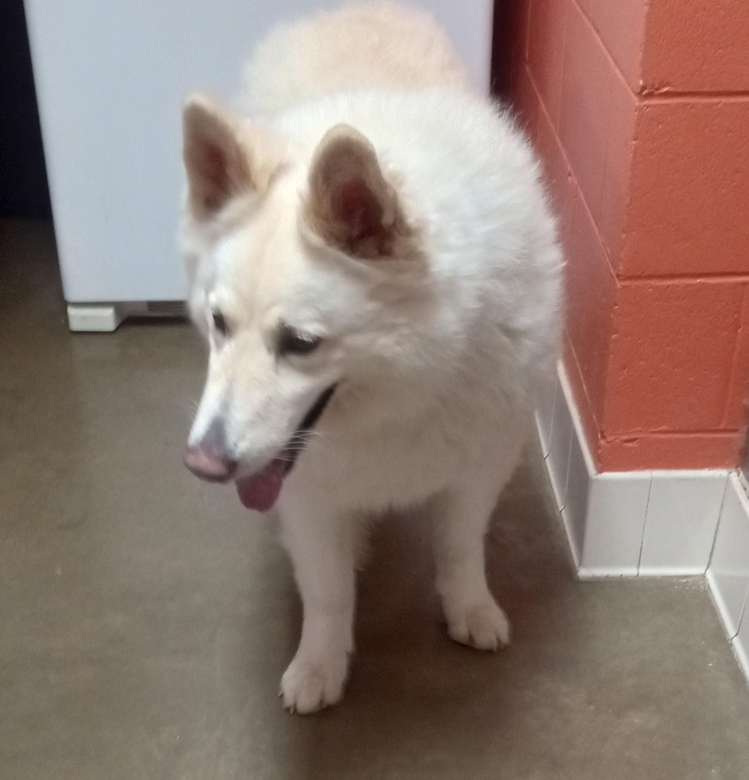 Enlarge Gretchen, a Adoptable White German Shepherd in Onley, VA image 3/3