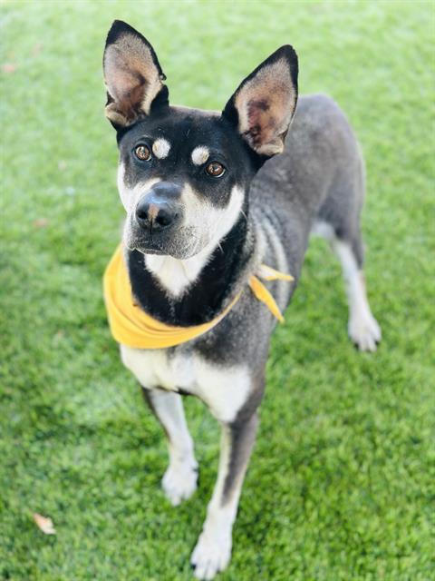 Enlarge FLASH, a Adoptable mixed breed in Chula Vista, CA image 1/1