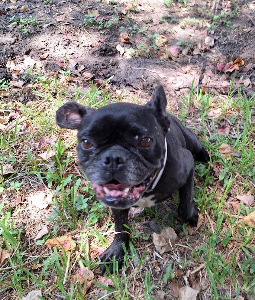 Joyanna OR14062-Thw, adopted, Adult Female French Bulldog.