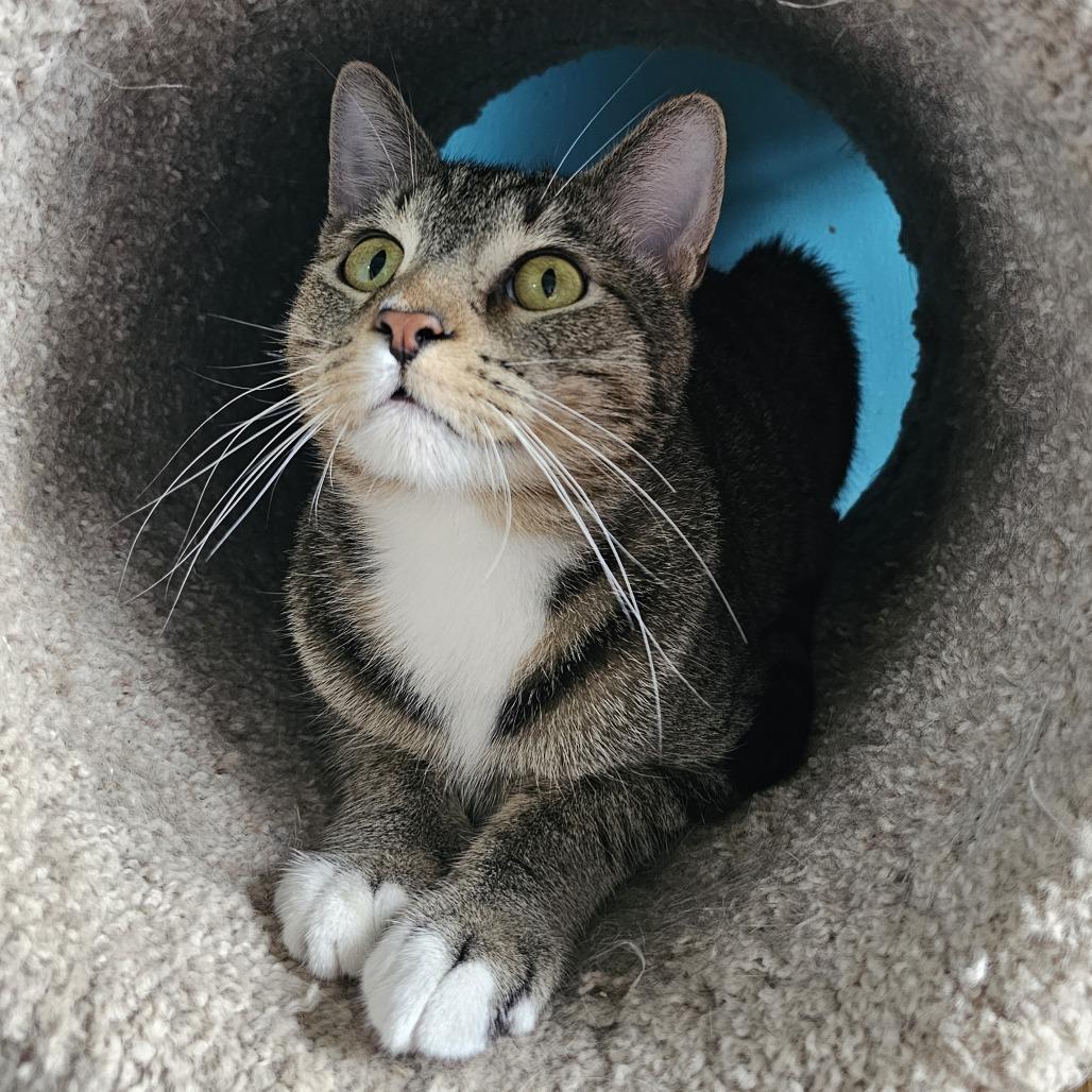 Colby, Adoptable, Adult Male Domestic Short Hair.