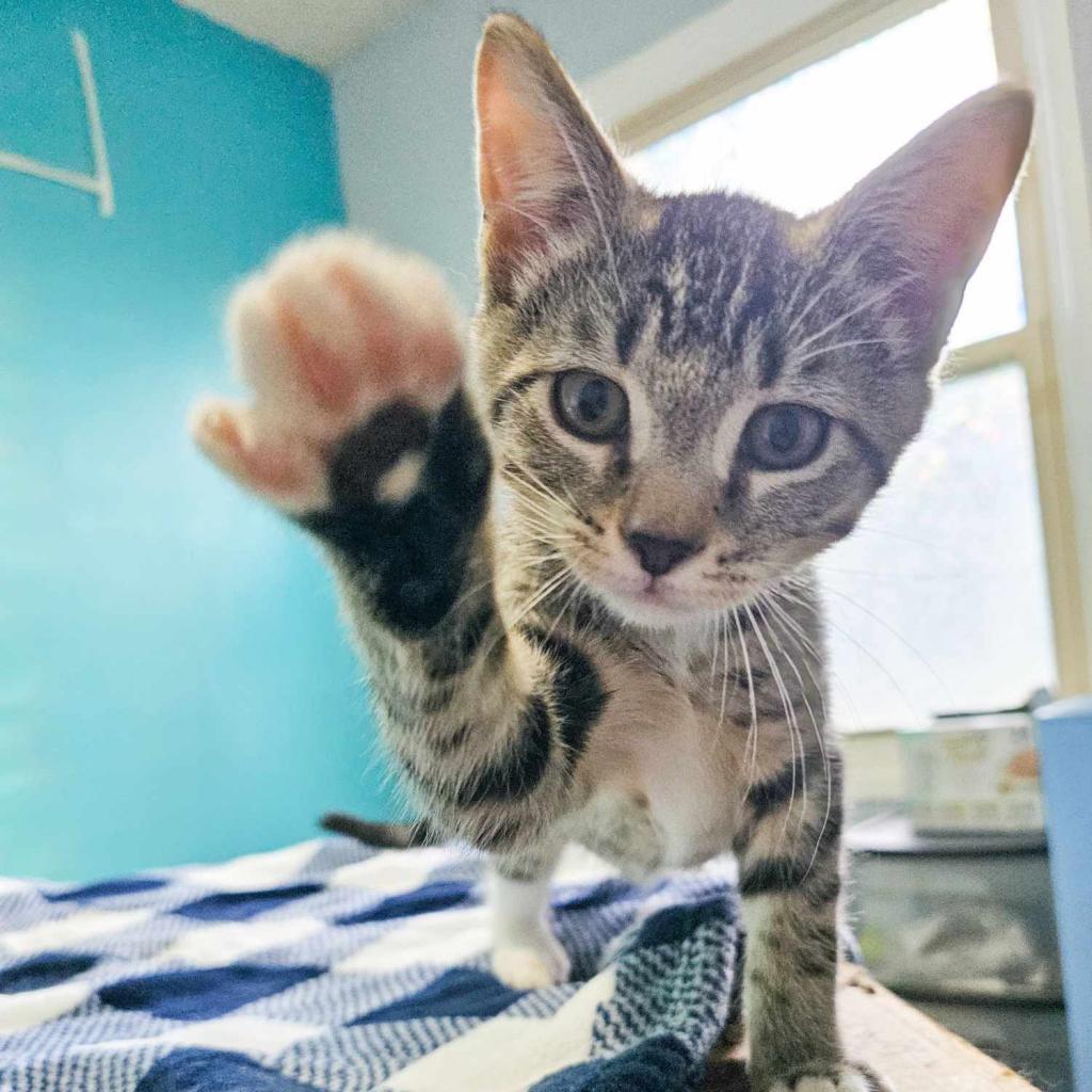 Colby, Adoptable, Adult Male Domestic Short Hair.