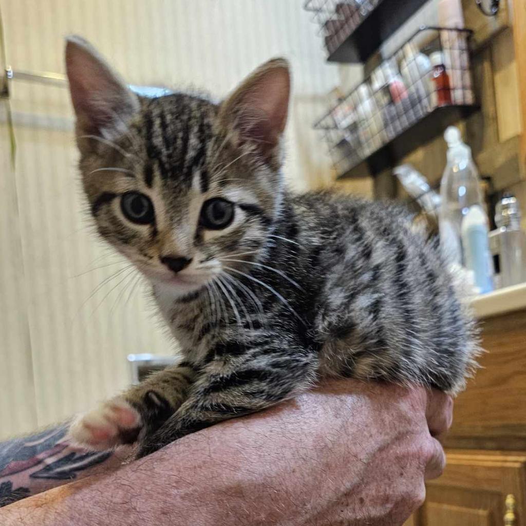 Enlarge Colby, a Adoptable Domestic Short Hair in Danville, IL image 3/3