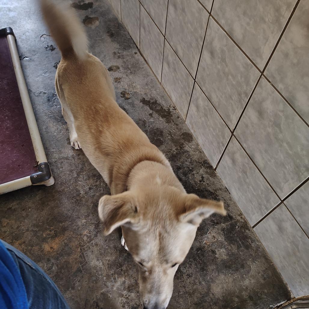 Balto, Adoptable, Adult Male Akita & Shepherd.