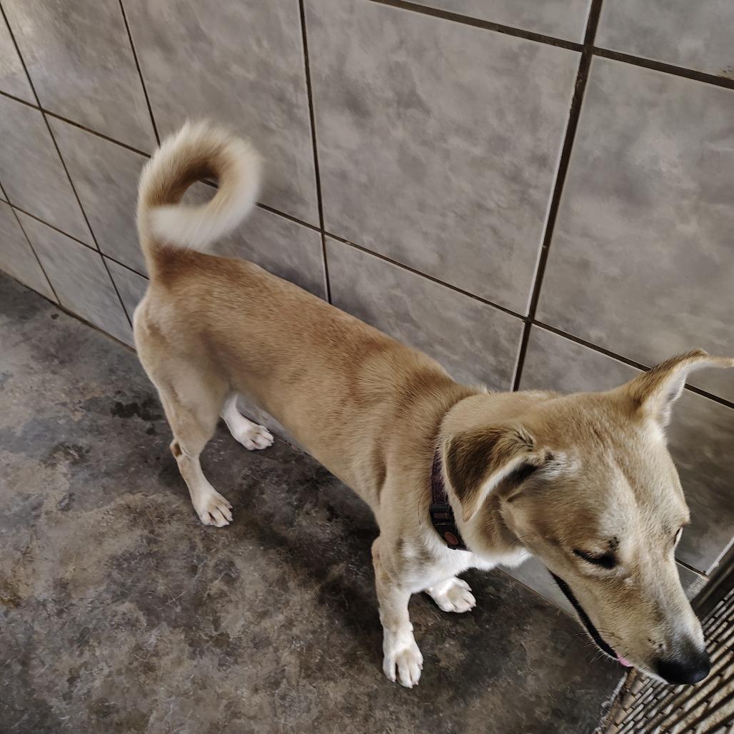 Enlarge Balto, a Adoptable mixed breed in Vieques, PR image 2/6