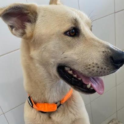 Enlarge Balto, a Adoptable mixed breed in Vieques, PR image 1/3