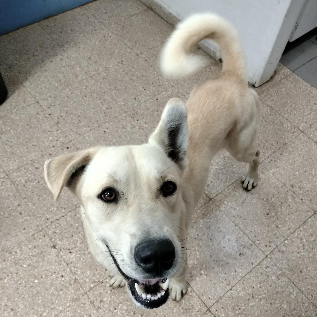 Enlarge Balto, a Adoptable mixed breed in Vieques, PR image 2/3