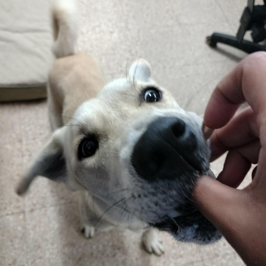 Enlarge Balto, a Adoptable mixed breed in Vieques, PR image 3/3