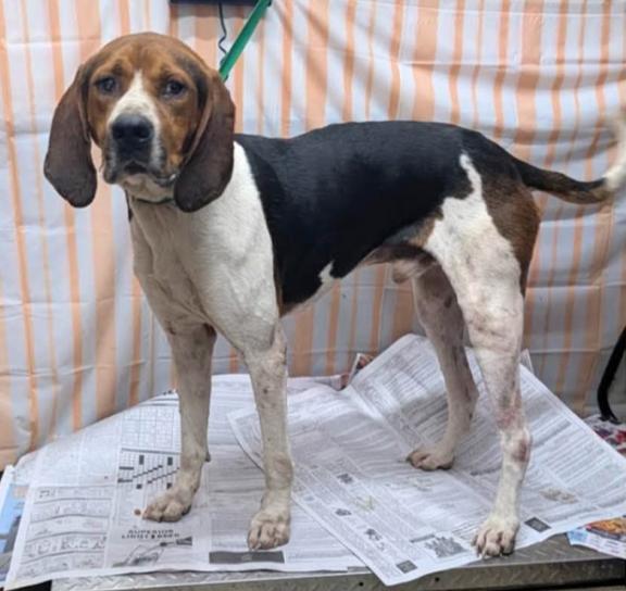 Luther, Adoptable, Adult Male Treeing Walker Coonhound.