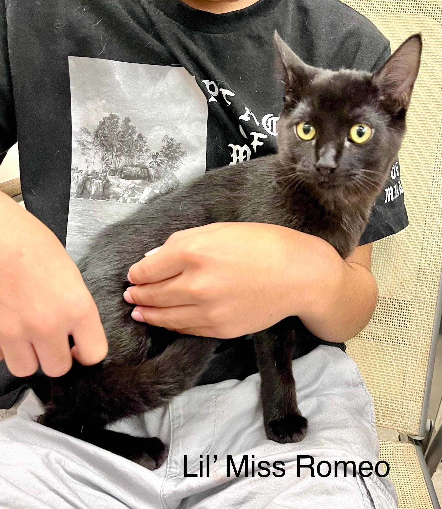Lil' Ms. Romeo & Juliette, a Adoptable American Shorthair image 2/5